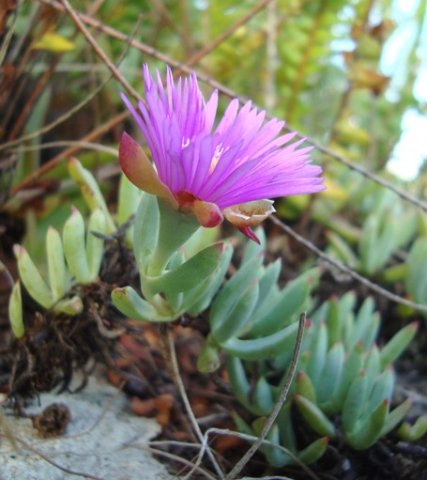 Lampranthus fugitans from the side